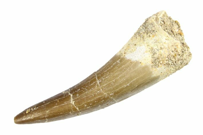 Fossil Plesiosaur (Zarafasaura) Tooth - Morocco #297929
